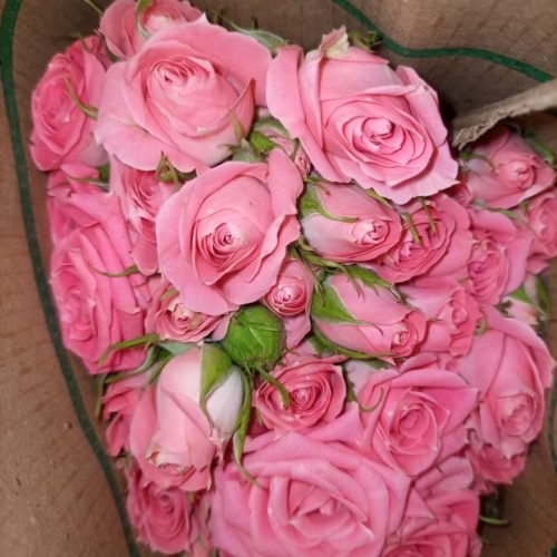 quintex blooms pink roses