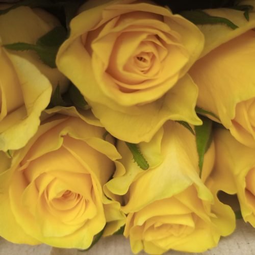 quintex blooms yellow roses.Yelloween